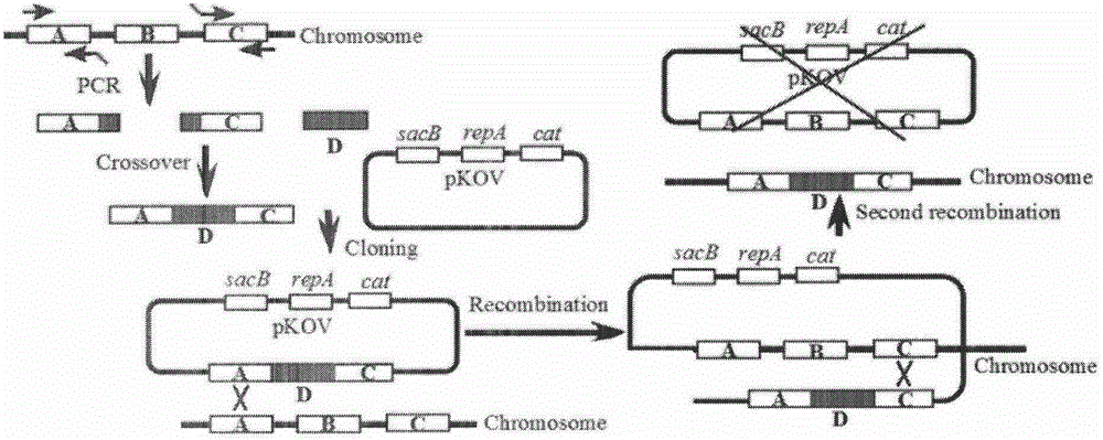 Microbiological method for detecting heavy-metal cadmium in water body