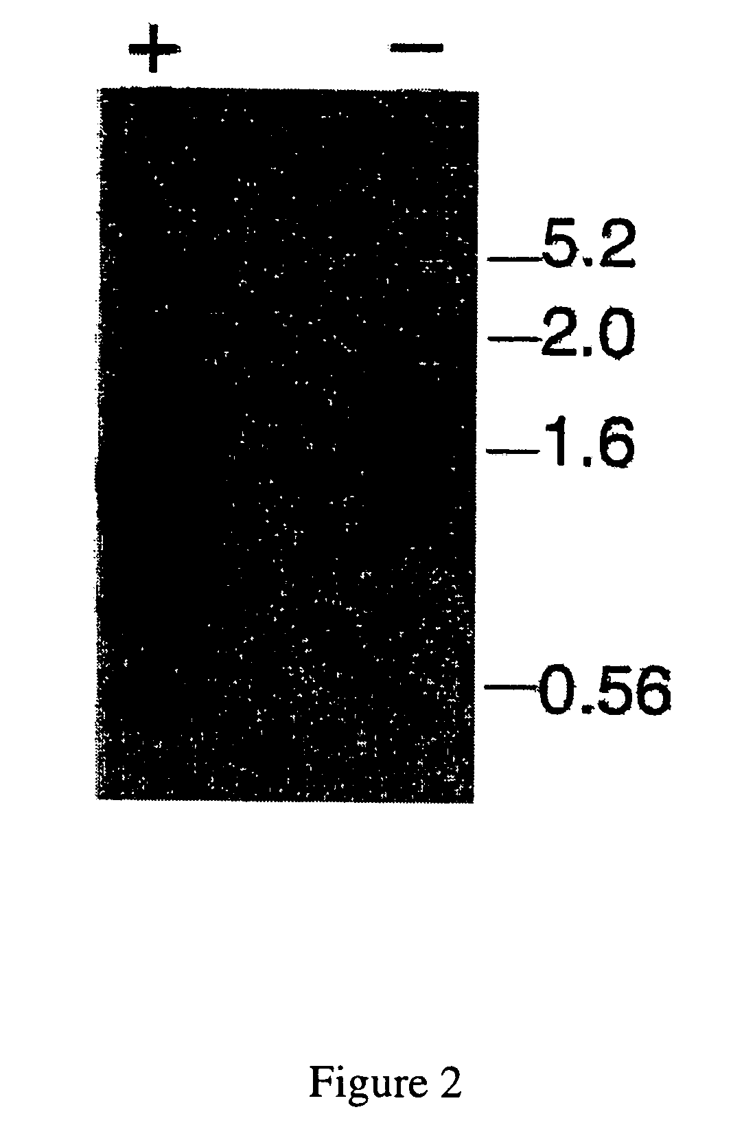 Loline alkaloid gene clusters of the fungal endophyte neotyphodium uncinatum