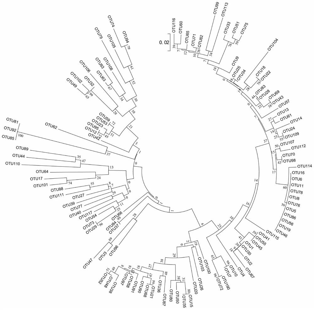 Detection primers and kits and detection methods for the diversity of endophytic fungi in Zhongshan fir