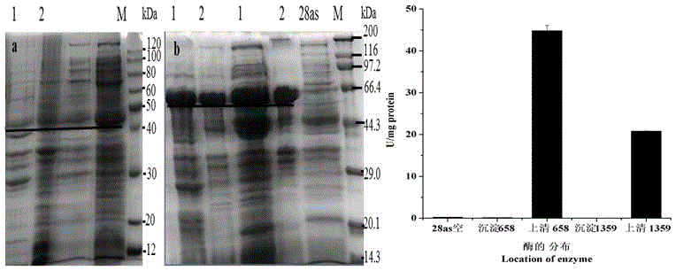 Recombinant gene of glutamate dehydrogenase, acquisition method of recombinant gene, and application of glutamate dehydrogenase recombinant enzyme