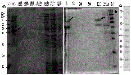 Recombinant gene of glutamate dehydrogenase, acquisition method of recombinant gene, and application of glutamate dehydrogenase recombinant enzyme