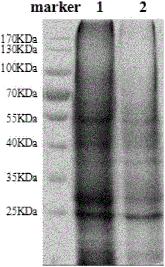 Extraction method of dermatophyte cytoplasm protein antigen for preparing egg yolk antibody and egg yolk antibody preparation method