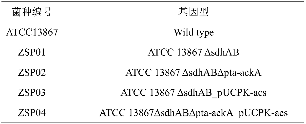 Metabolic engineering pseuomonas denitrifican for producing succinic acid as well as construction method and application of pseuomonas denitrifican