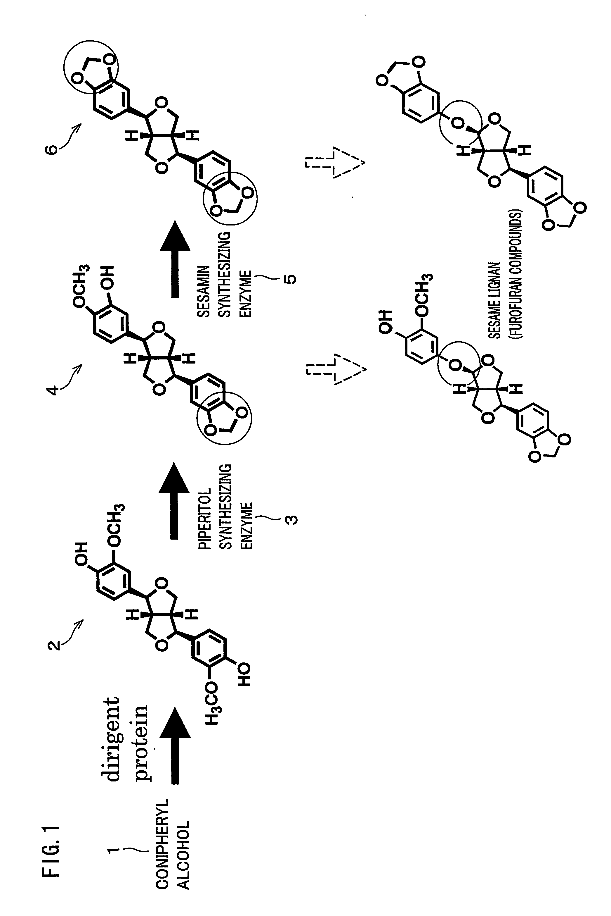 Gene Encoding an Enzyme for Catalyzing Biosynthesis of Lignan, and Use Thereof