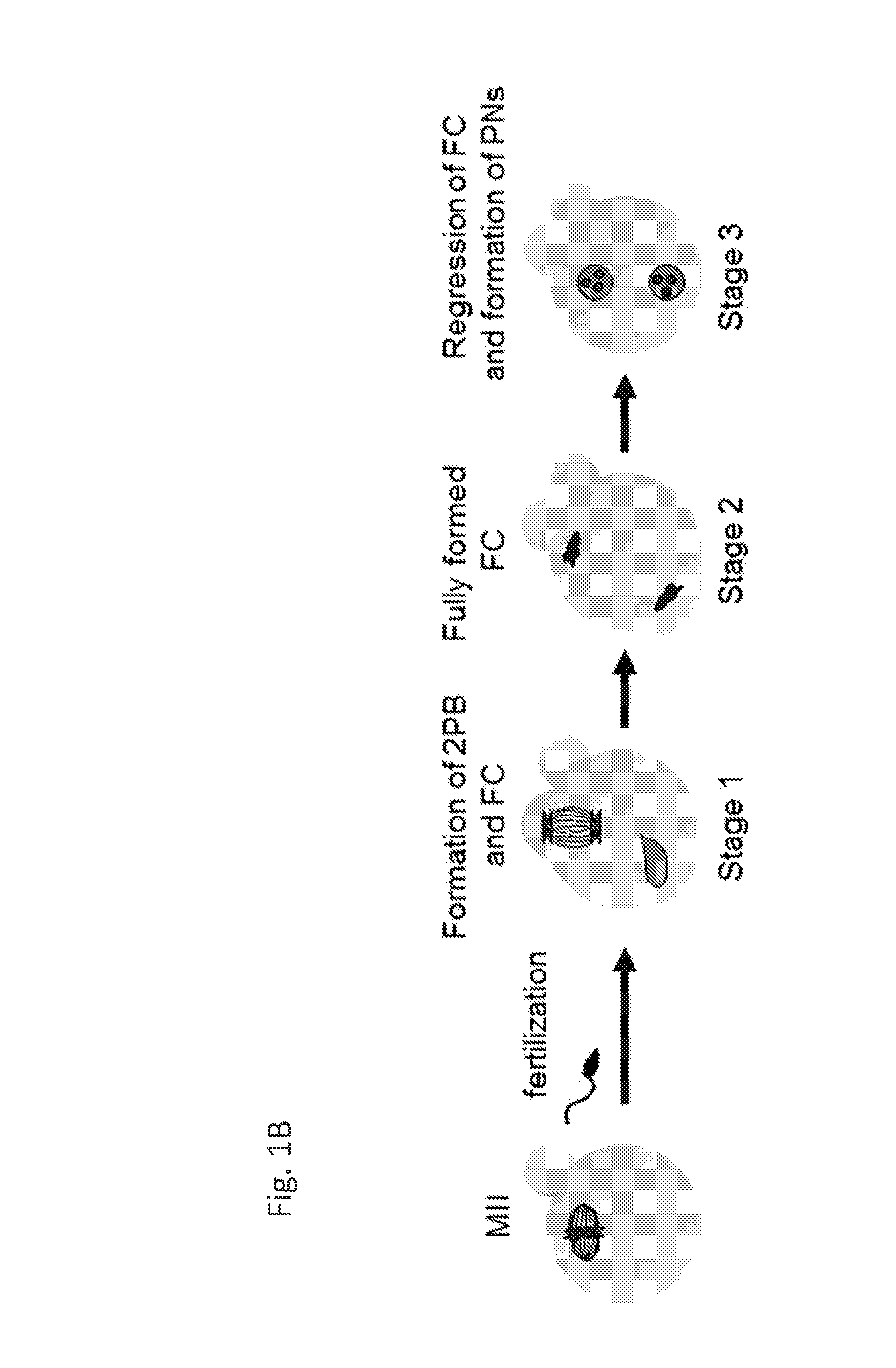 Methods for predicting mammalian embryo viability