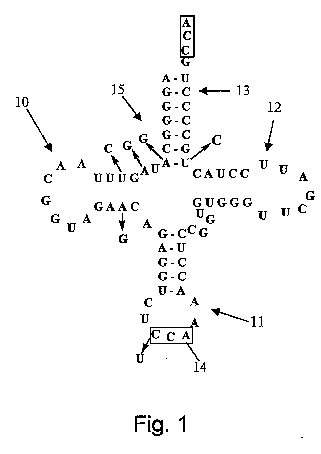 Selective incorporation of 5-hydroxytryptophan into proteins in mammalian cells