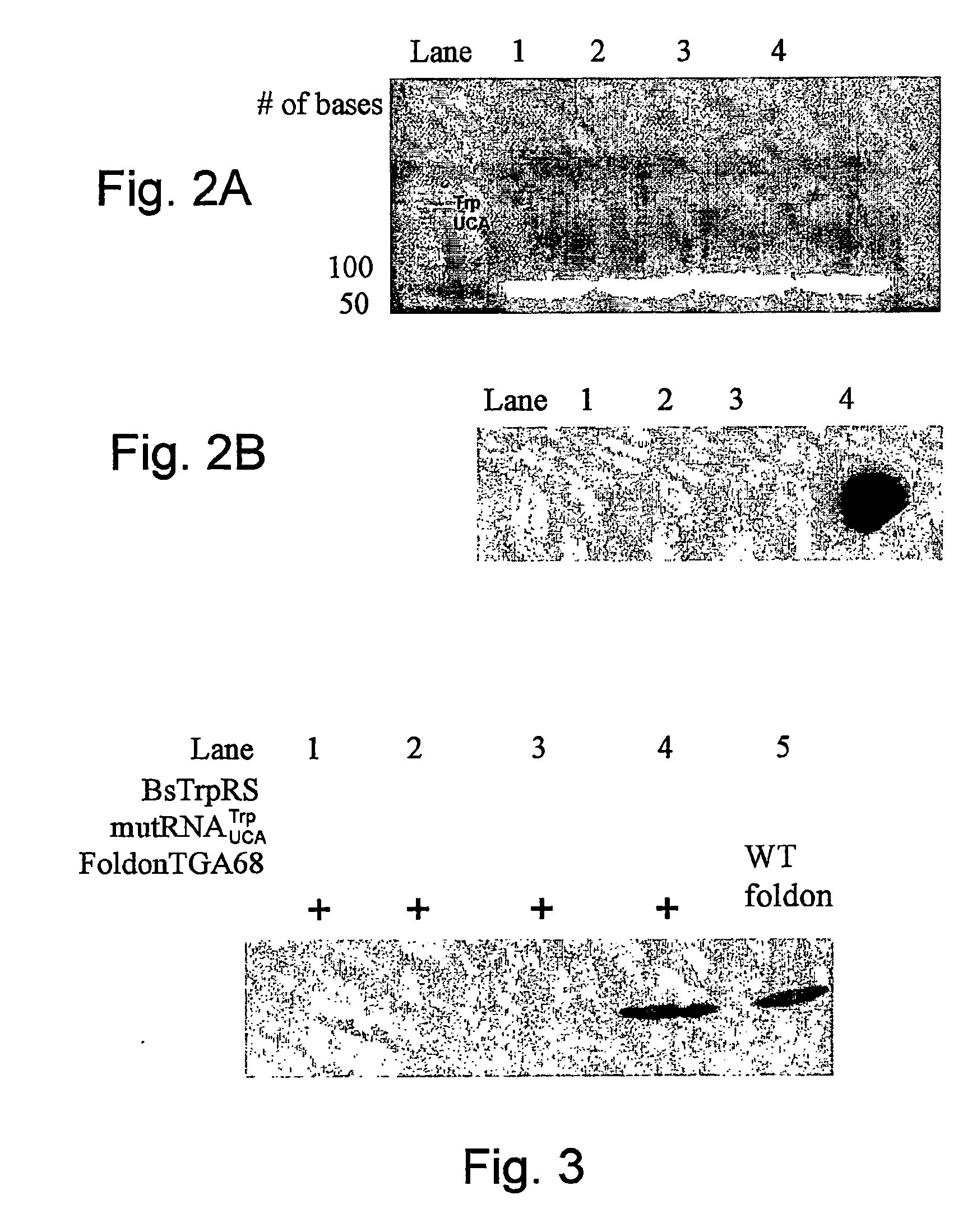 Selective incorporation of 5-hydroxytryptophan into proteins in mammalian cells