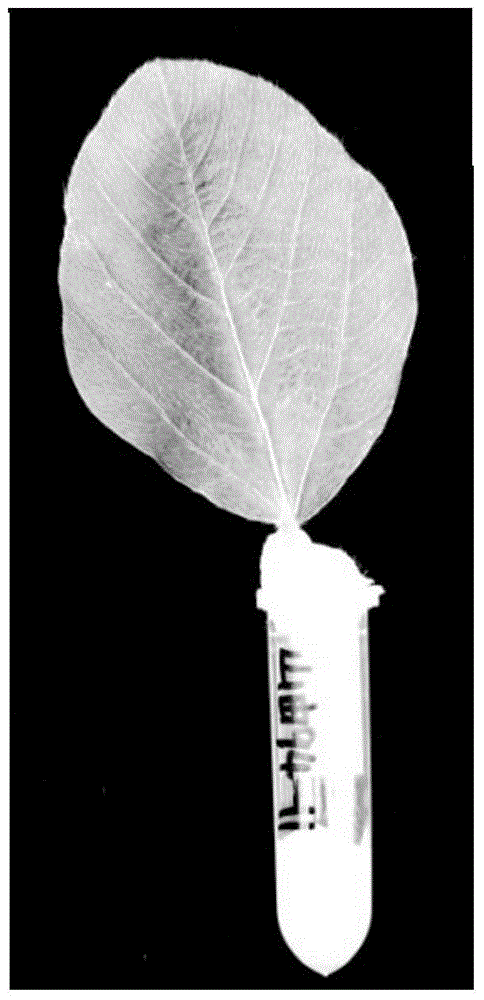 Method for identifying resistance of soybeans to soybean phytophthora blight and application of method in breeding