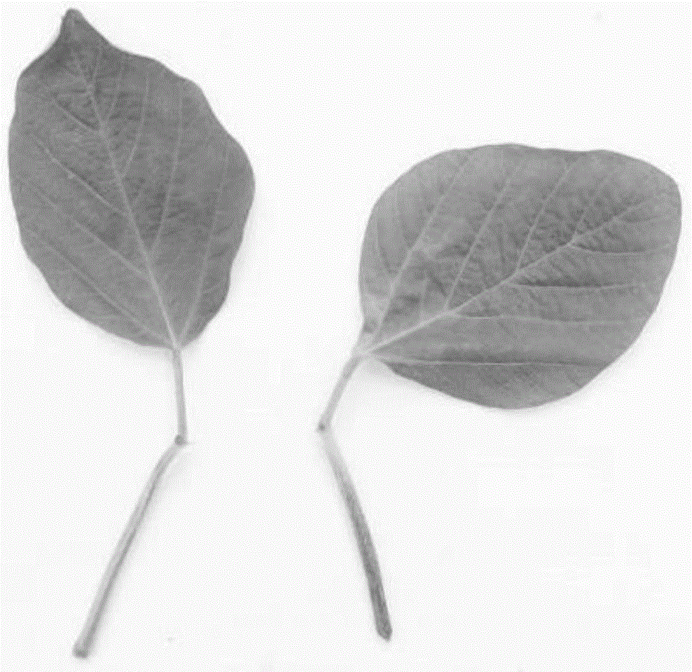 Method for identifying resistance of soybeans to soybean phytophthora blight and application of method in breeding