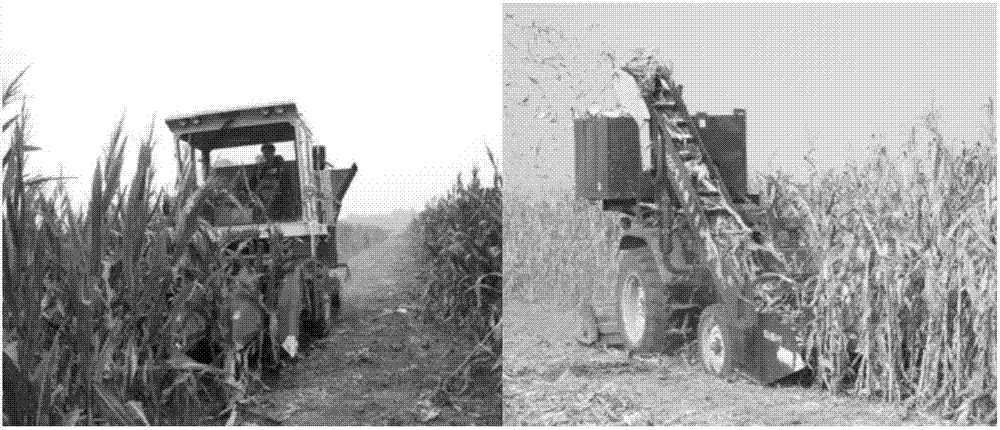 Annual yield increase cultivation method of wheat and maize in Huang-Huai-Hai southern region