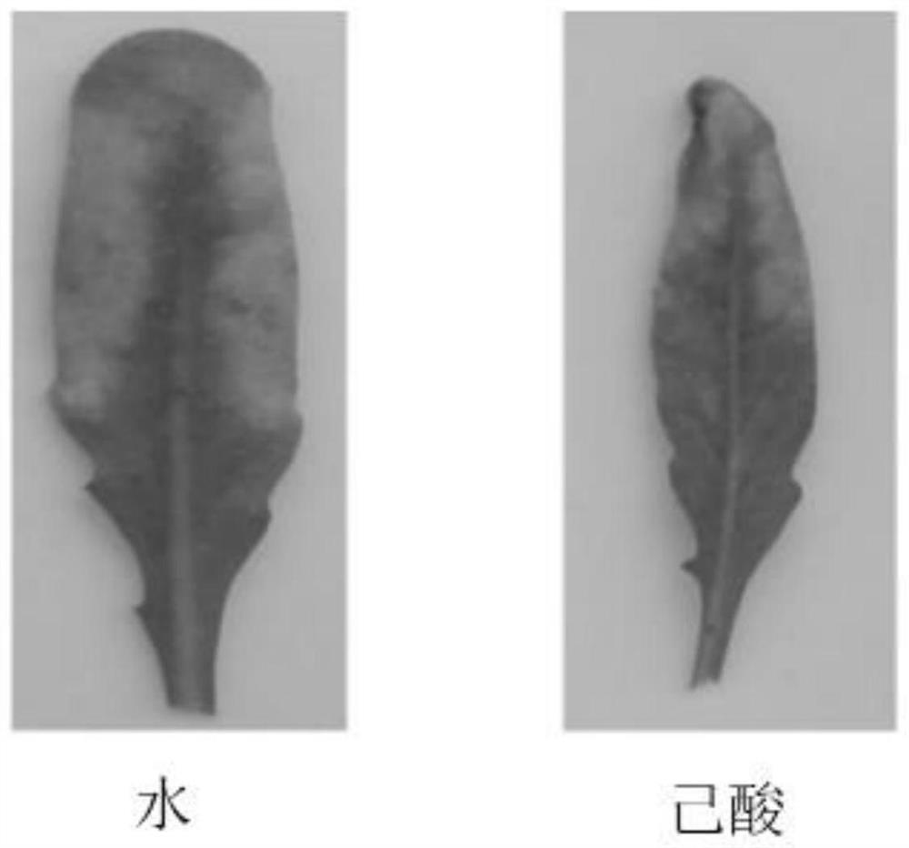 Application of caproic acid in inducing resistance of arabidopsis thaliana to Pst DC3000 and method thereof