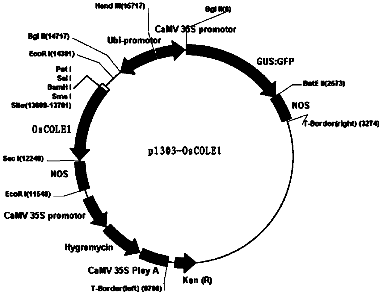 A kind of auxin regulatory protein, coding gene and application