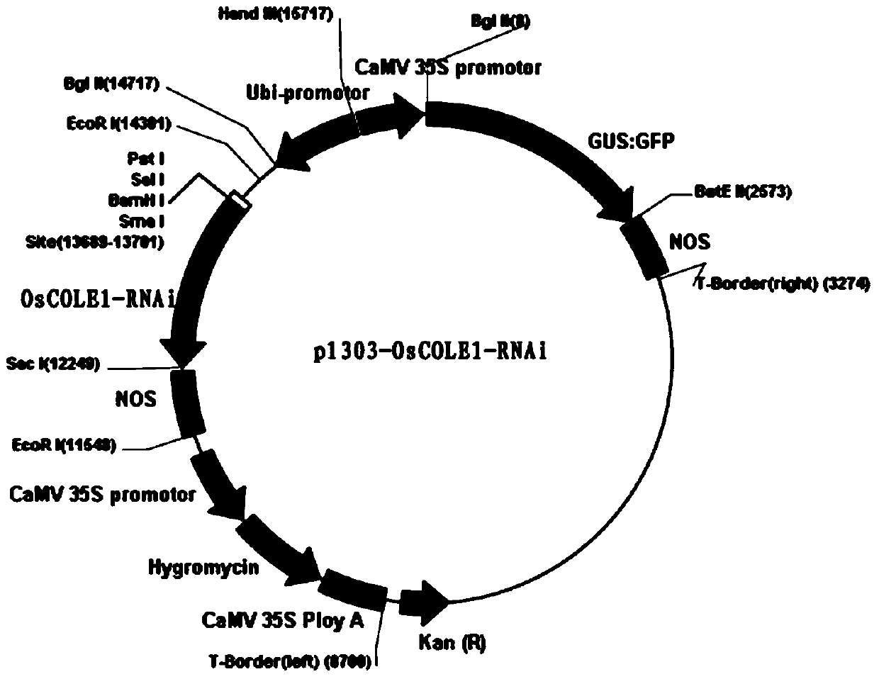 A kind of auxin regulatory protein, coding gene and application