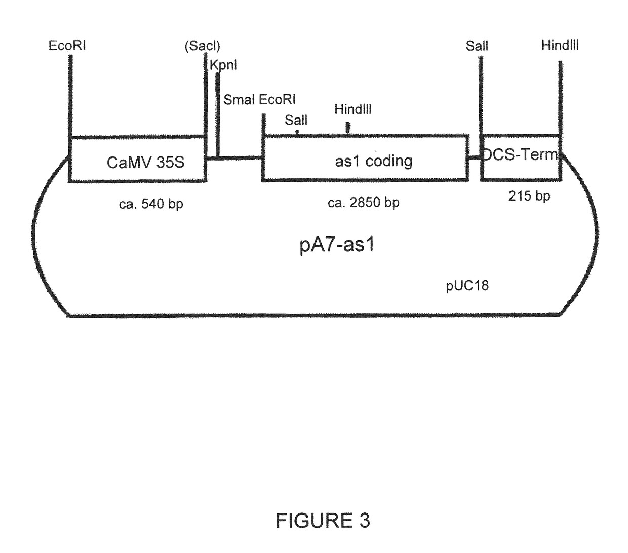 Nucleic acid molecules encoding enzymes having fructosyltransferase activity, and their use