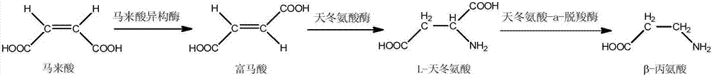 Method for preparing beta-alanine from maleic acid through multi-enzyme coupling