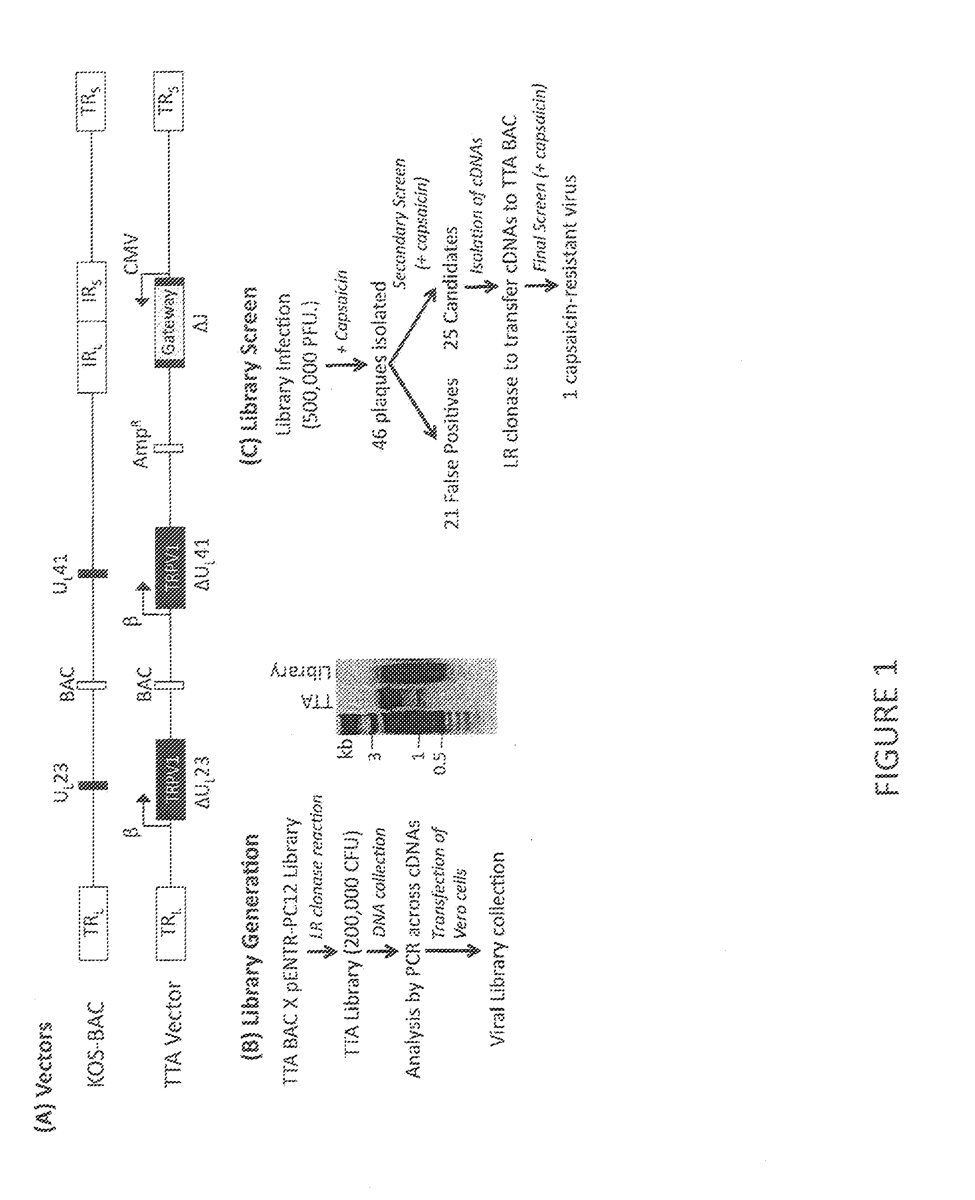 TRPV1 MODULATORY GENE PRODUCT THAT AFFECTS TRPV1-SPECIFIC PAIN BEHAVIORAL RESPONSES IDENTIFIED IN A FUNCTIONAL SCREEN OF AN HSV-BASED cDNA LIBRARY