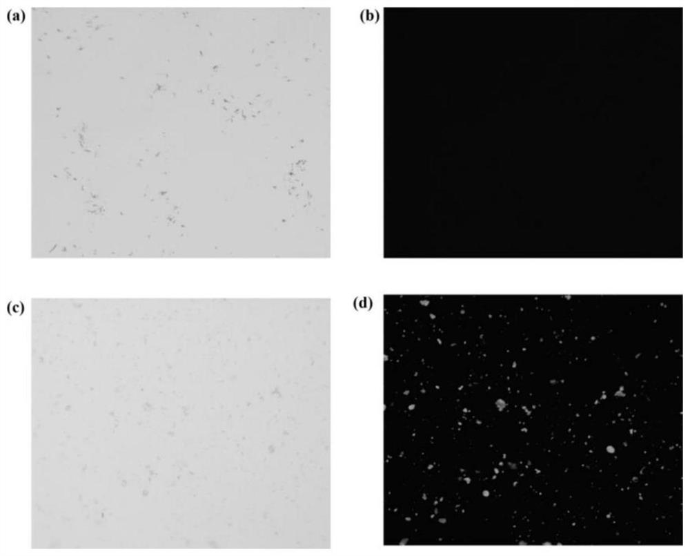 A kind of soluble-insoluble ucst type pmaac carrier, its immobilized enzyme and application