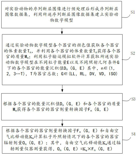 Radiation dose assessment method for animal organs in particle external irradiation experiments