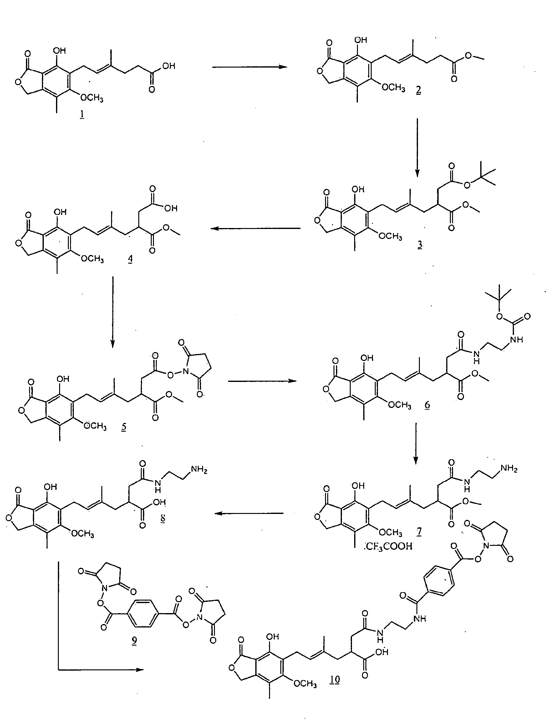 Mycophenolic acid immunogens and antibodies