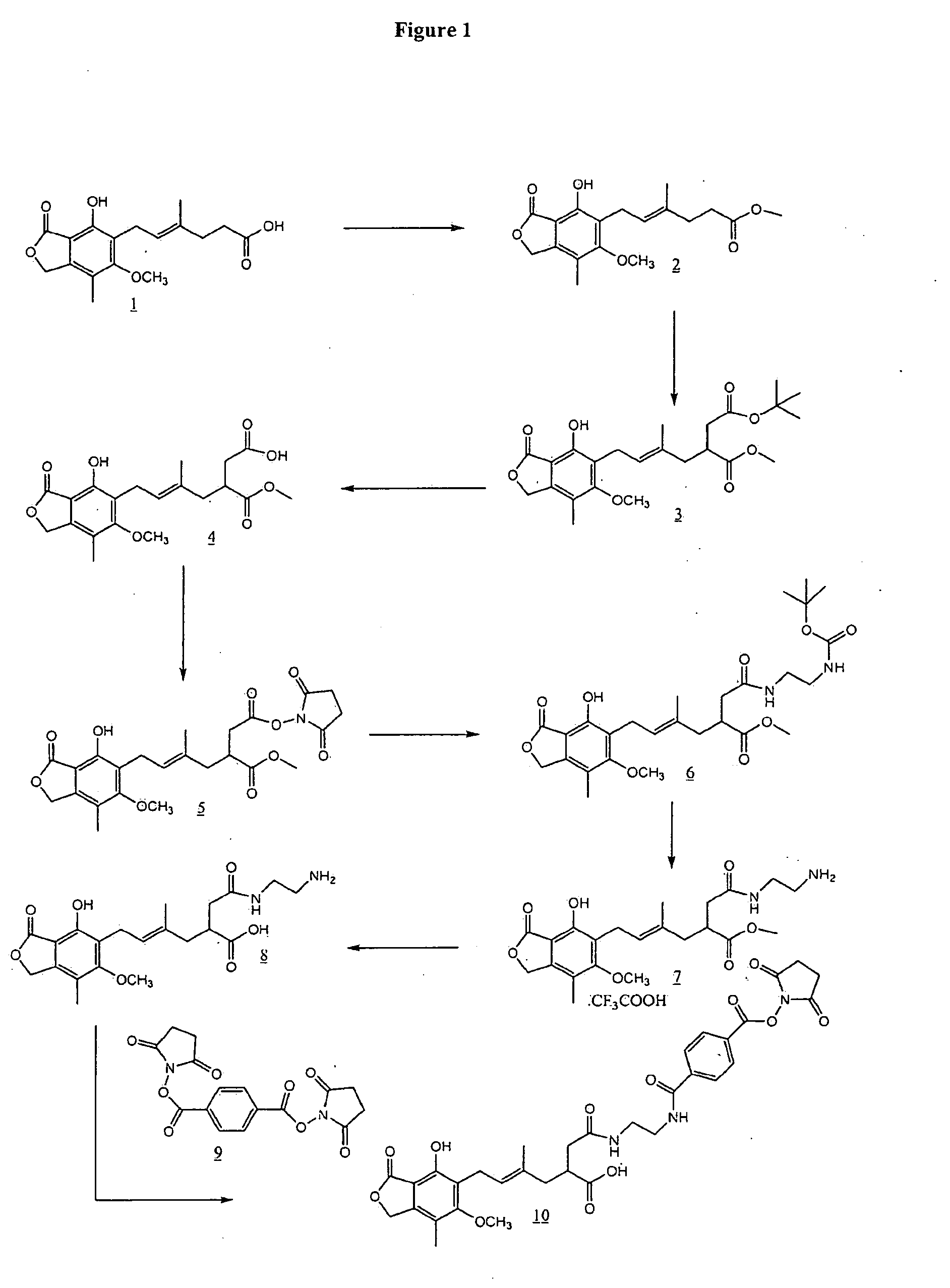 Mycophenolic acid immunogens and antibodies