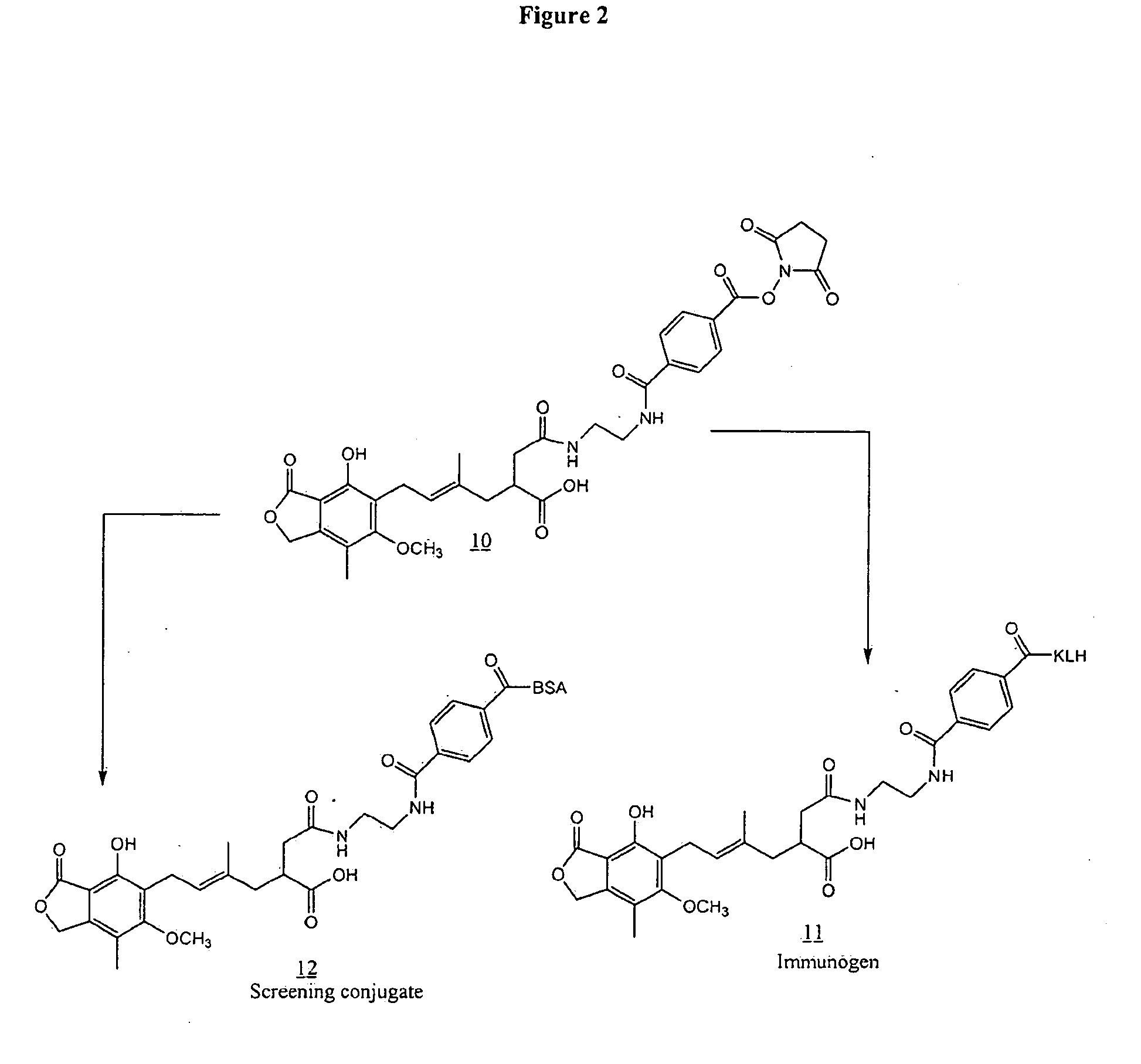 Mycophenolic acid immunogens and antibodies