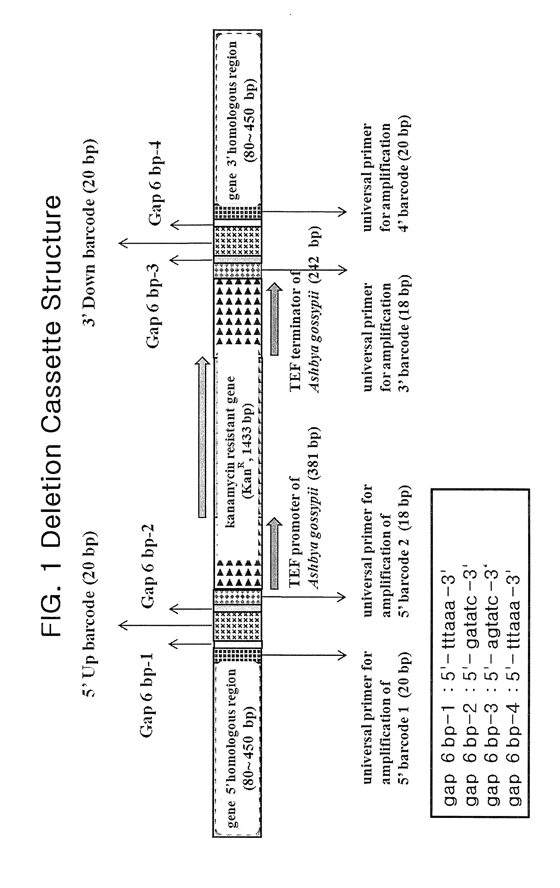 Genome-Wide Construction of Schizosaccharomyces Pombe Heterozygous Deletion Mutants Containing Gene-Specific Barcodes by the Methods of 4-Round Serial or Block PCR, or Total Gene Synthesis Thereof