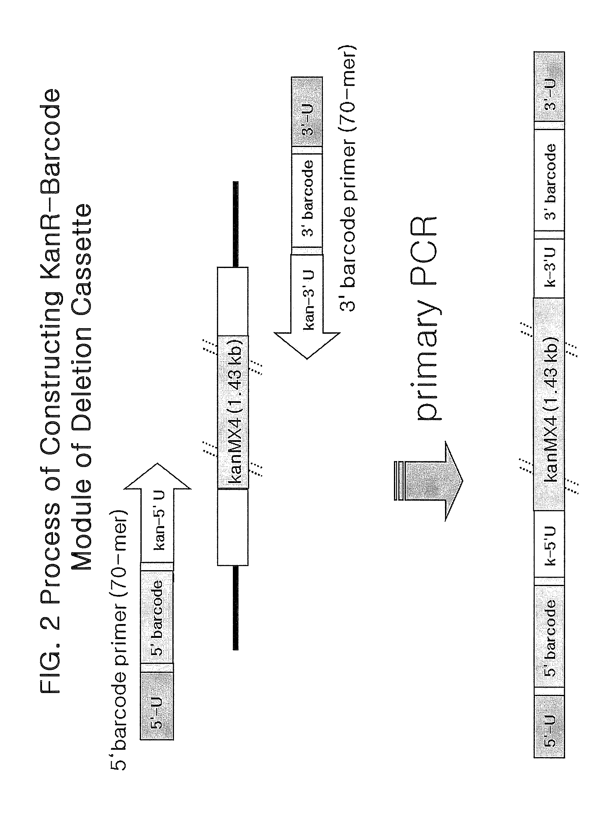 Genome-Wide Construction of Schizosaccharomyces Pombe Heterozygous Deletion Mutants Containing Gene-Specific Barcodes by the Methods of 4-Round Serial or Block PCR, or Total Gene Synthesis Thereof