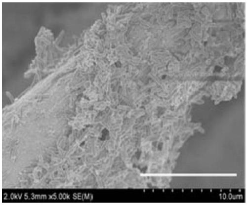 A kind of rhodococcus pyridineophilus and its application in microbial fuel cell