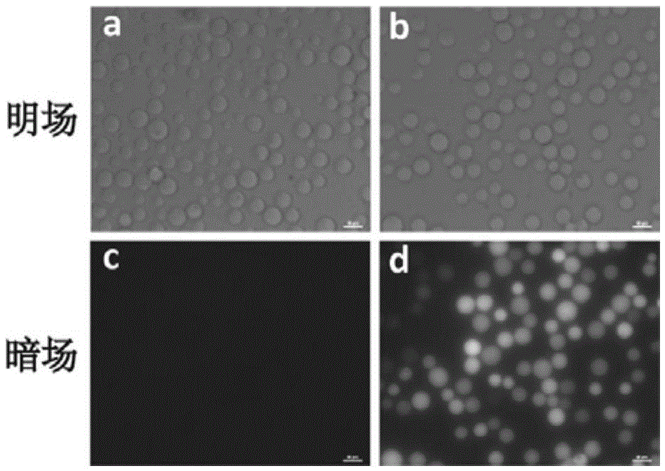 Aptamer afb1-14 of aflatoxin b1 and its application