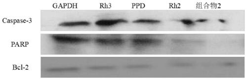 Pharmaceutical composition comprising ginsenosides Rh3, PPD and Rh2