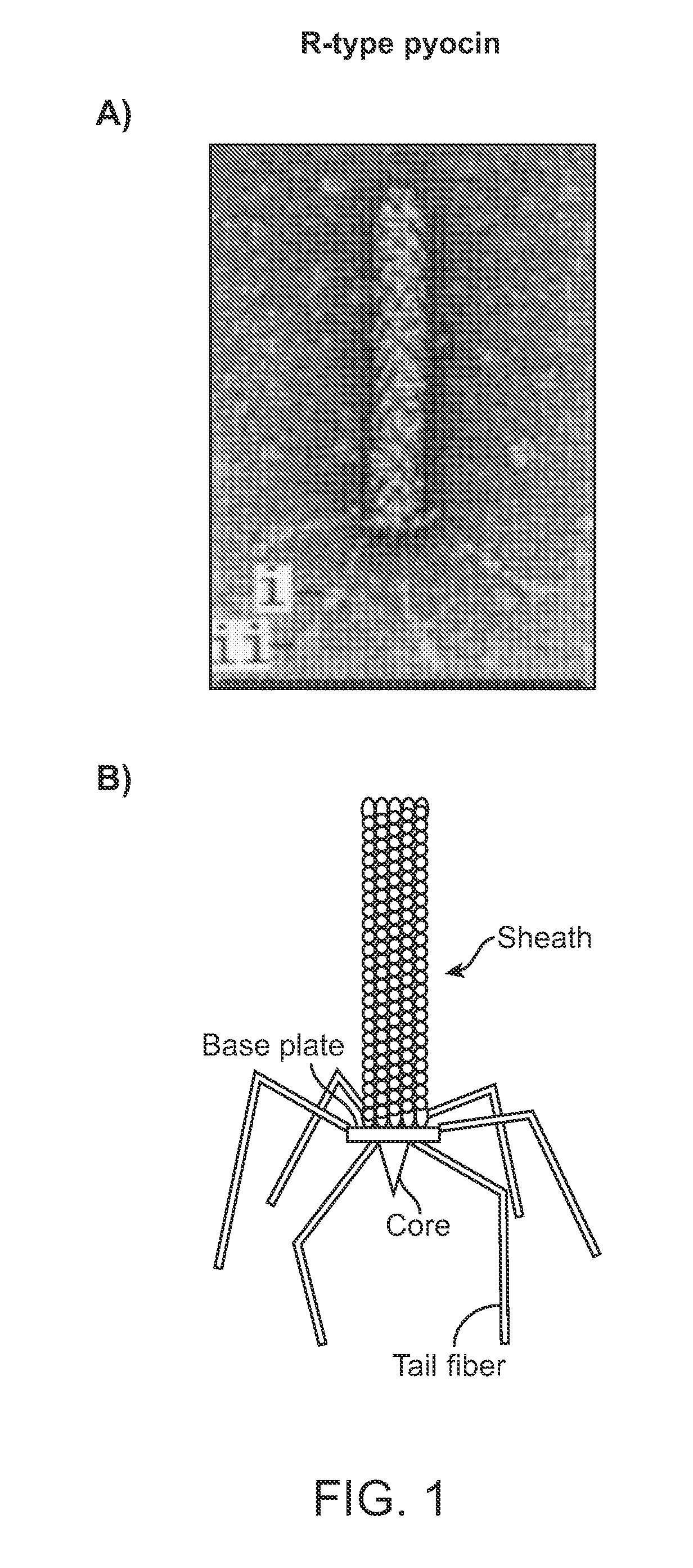 Modified bacteriocins and methods for their use