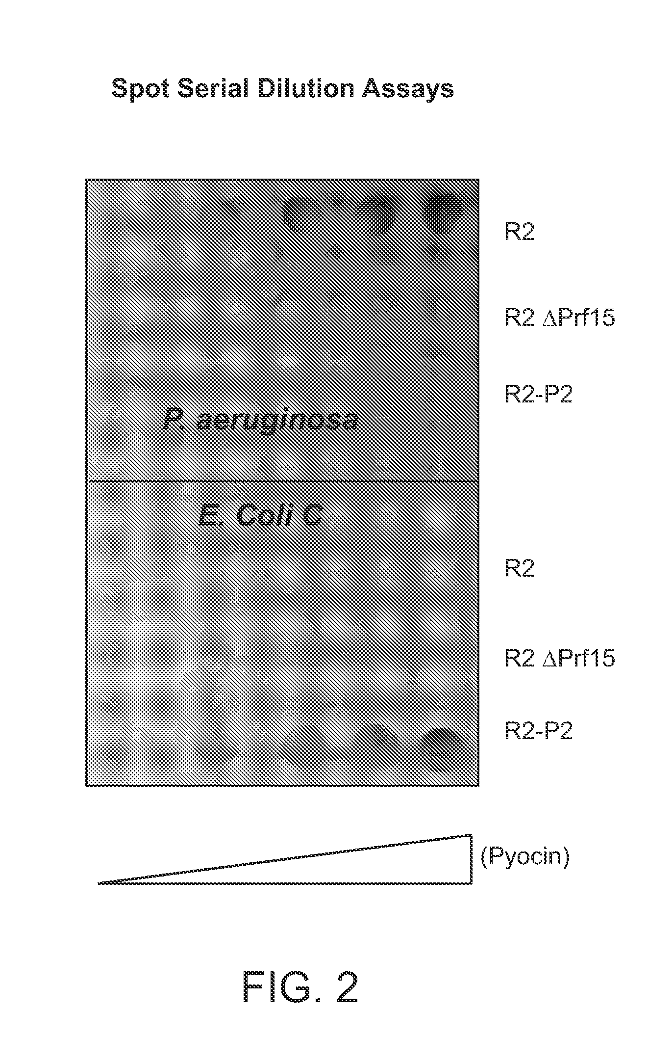 Modified bacteriocins and methods for their use