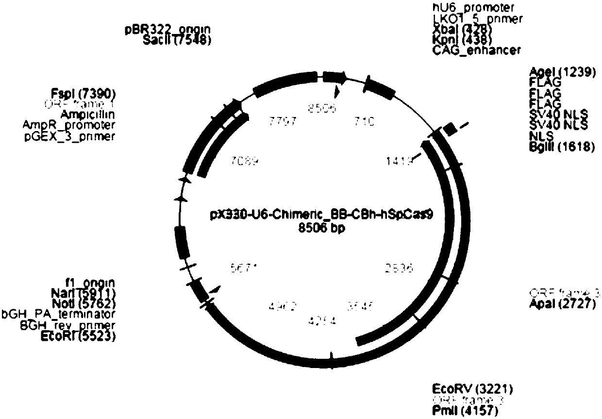 Method for preparing CD13 knockout porcine fibroblast and gene-edited pig