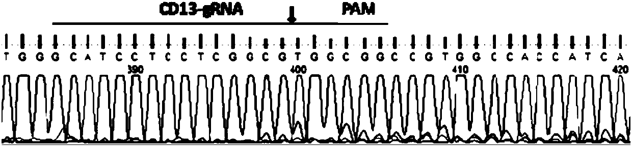 Method for preparing CD13 knockout porcine fibroblast and gene-edited pig