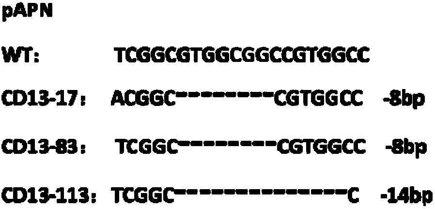 Method for preparing CD13 knockout porcine fibroblast and gene-edited pig