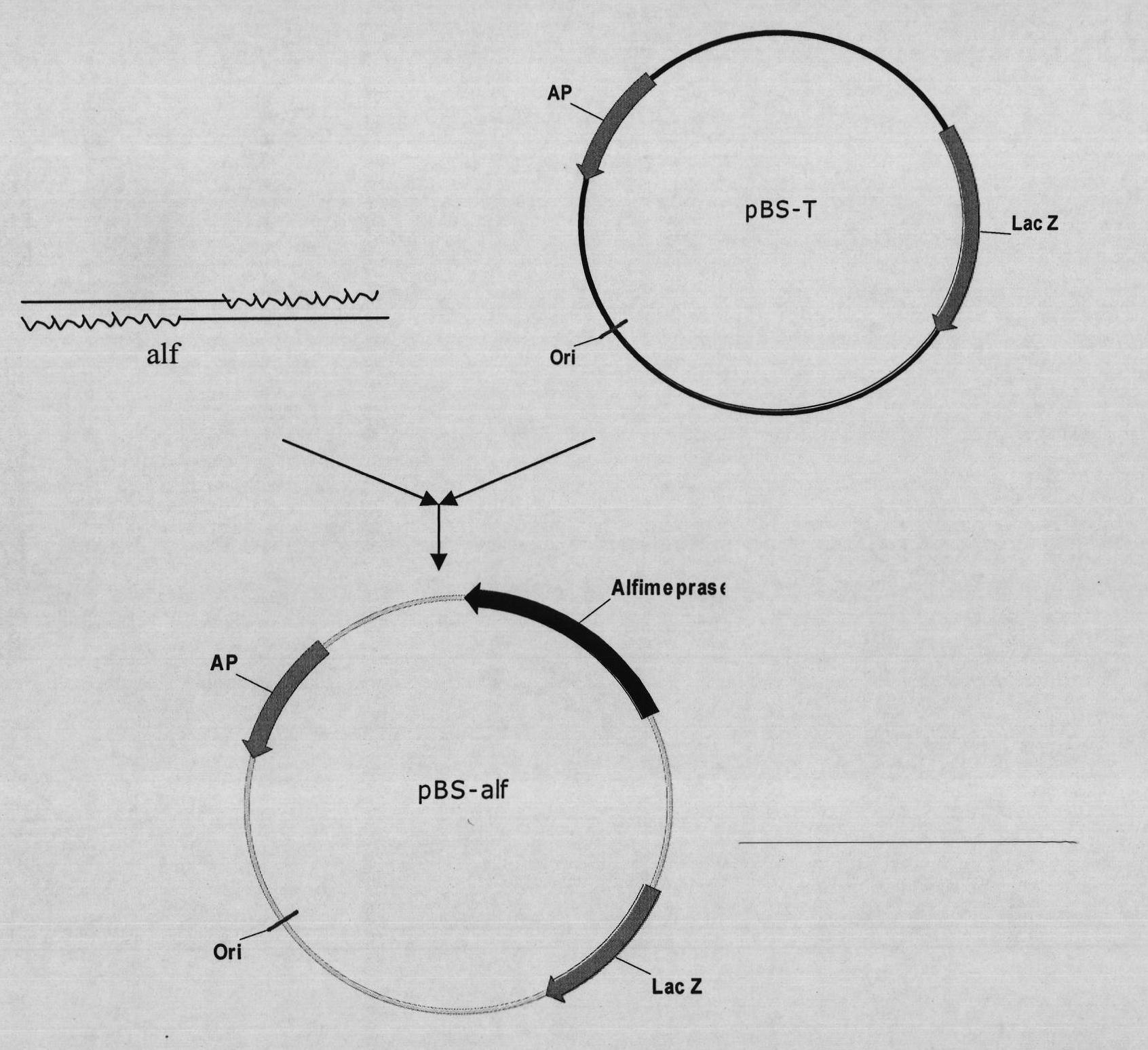 Mutant Alfimeprase engineering strain, and preparation method and applications thereof