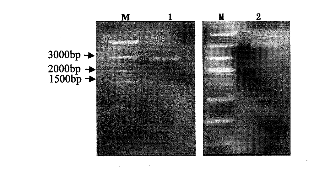 Construction of brucellosis A19 molecular marker vaccine strain and determination of virulence and immunogenicity