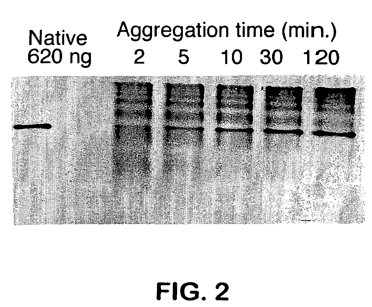 Use of hydrostatic pressure to inhibit and reverse protein aggregation and facilitate protein refolding