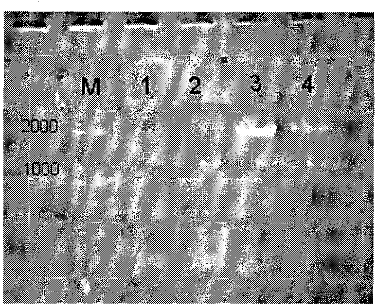 Adenovirus vector avian influenza recombinant vaccine