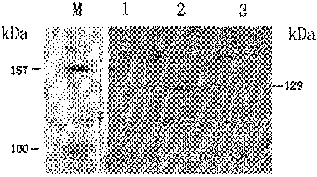 Adenovirus vector avian influenza recombinant vaccine