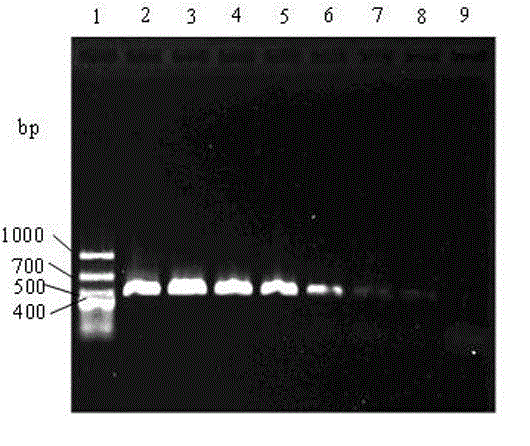 Molecular detection primer for sweet potato black rot germs and application of molecular detection primer