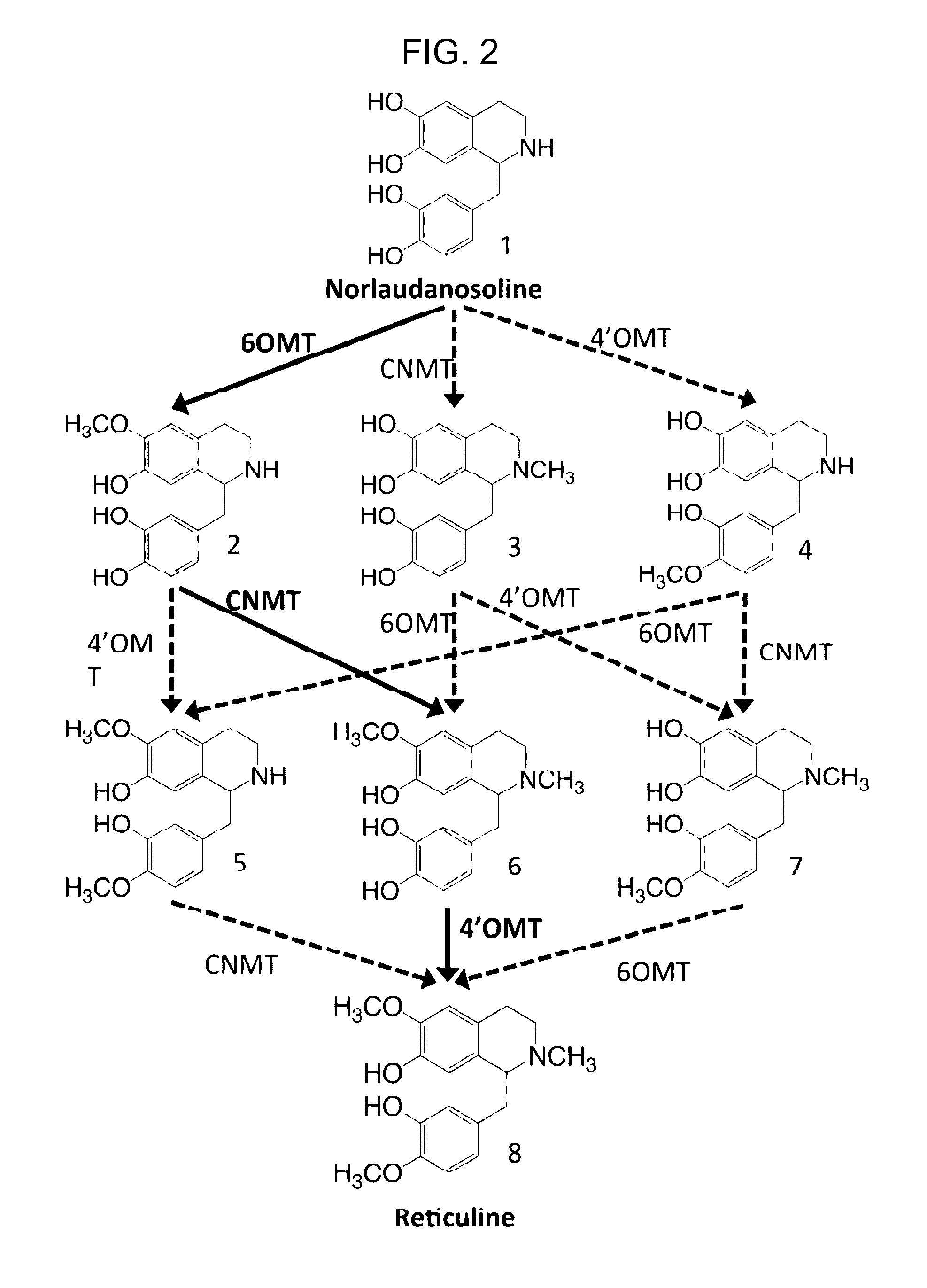 Benzylisoquinoline alkaloids (BIA) producing microbes, and methods of making and using the same