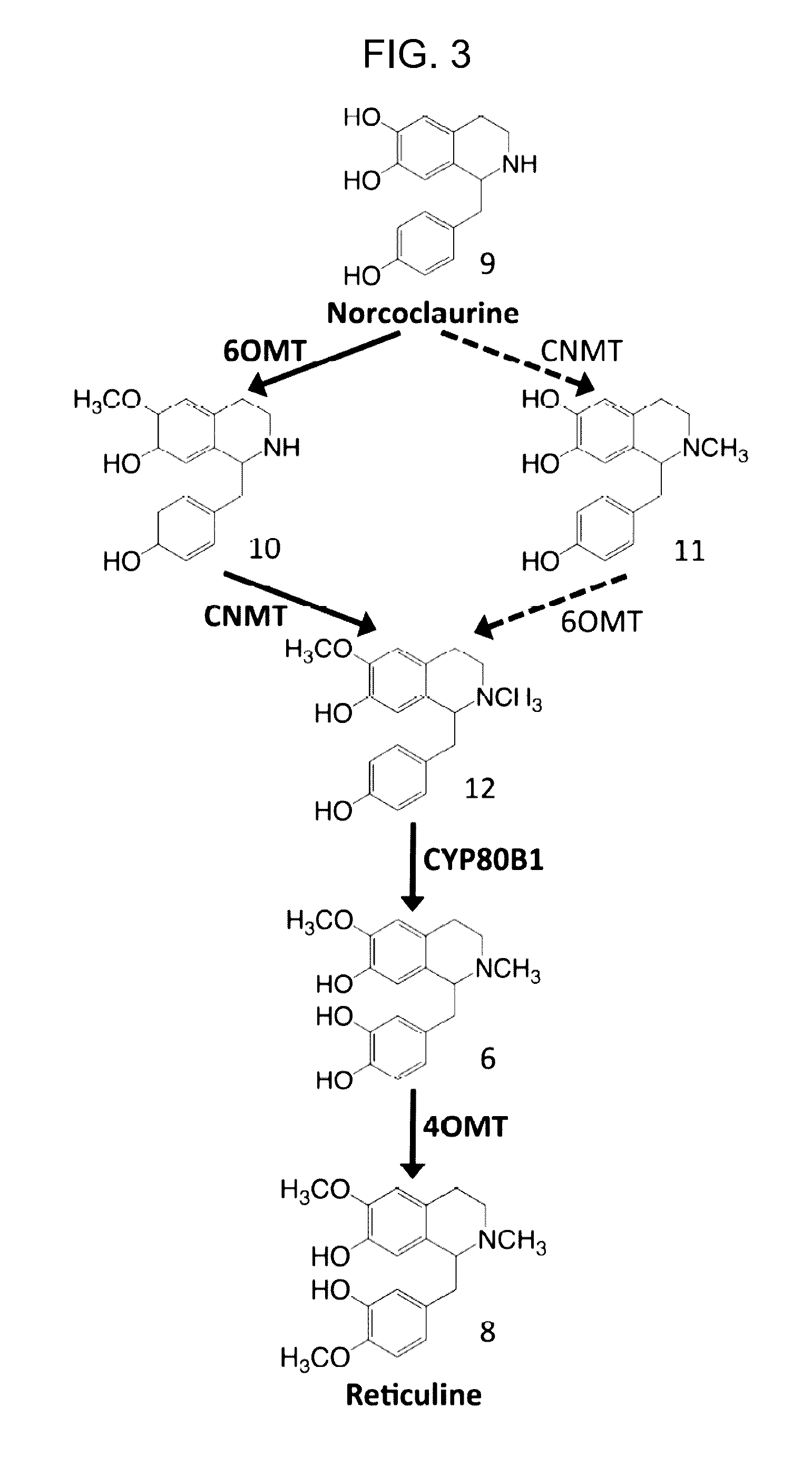 Benzylisoquinoline alkaloids (BIA) producing microbes, and methods of making and using the same