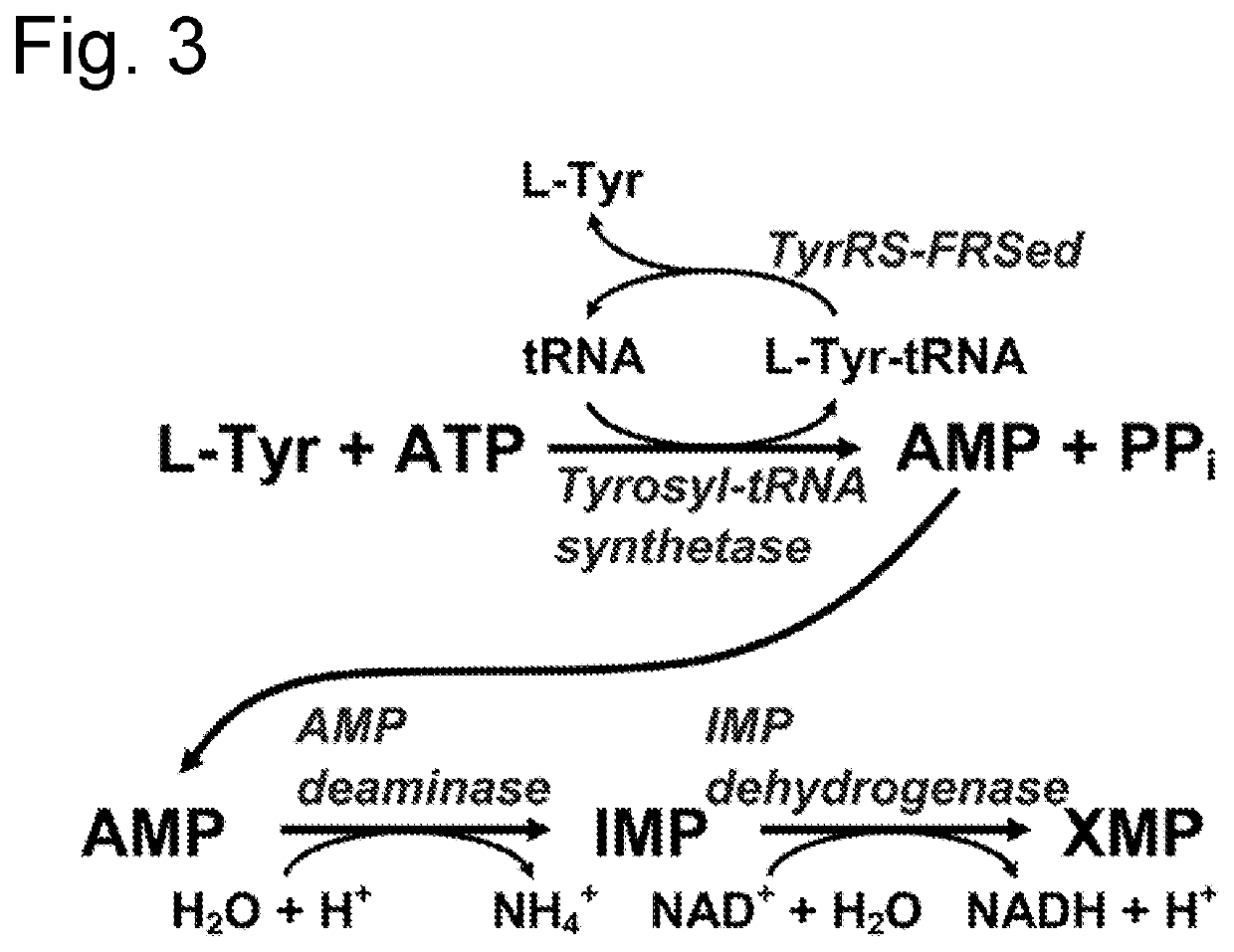 D-stereospecific aminoacyl-tRNA synthetase and method of producing D-stereospecific aminoacyl-tRNA synthetase