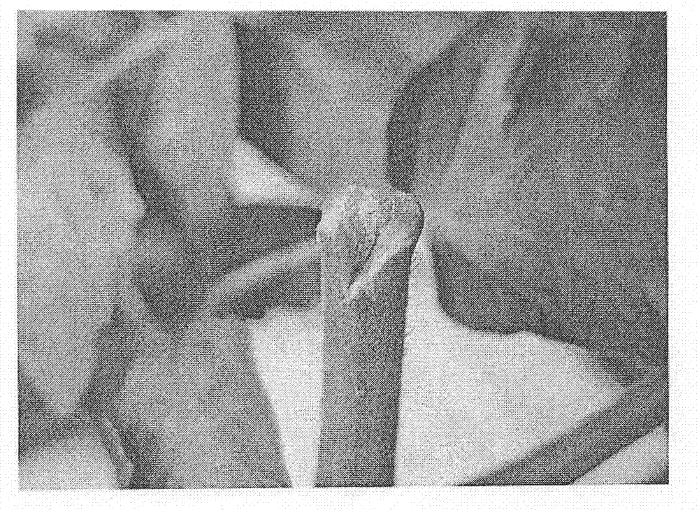 Plant in-situ regeneration method and application thereof in genetic transformation