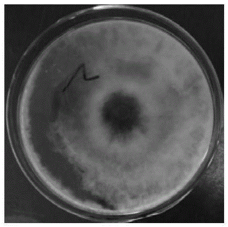 A preservative containing polyaminopropyl biguanide for the prevention and treatment of citrus pedicle rot and its preparation and application