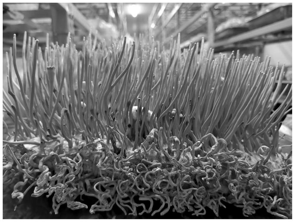 Culture method for cordyceps guangdongensis T.H.Li,Q.Y.Lin&B.Song