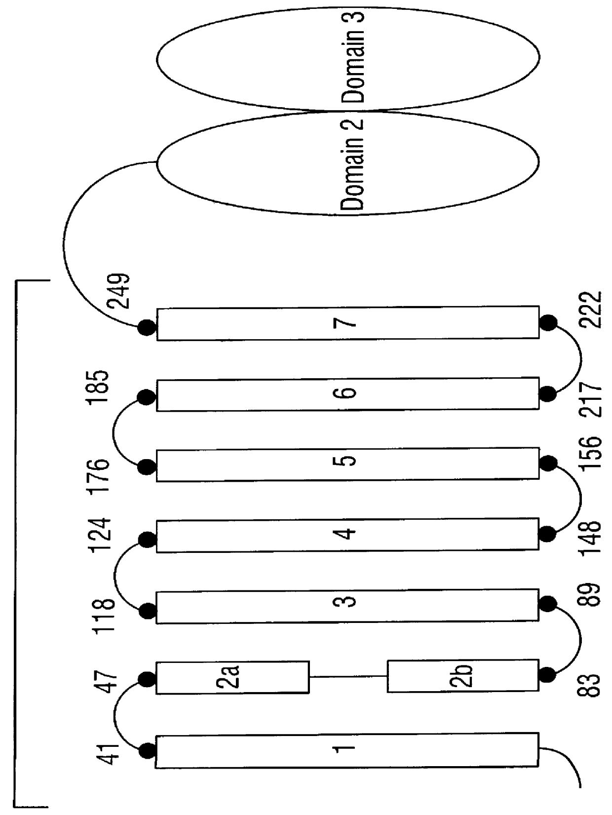 Polypeptide compositions toxic to lepidopteran insects and methods for making same