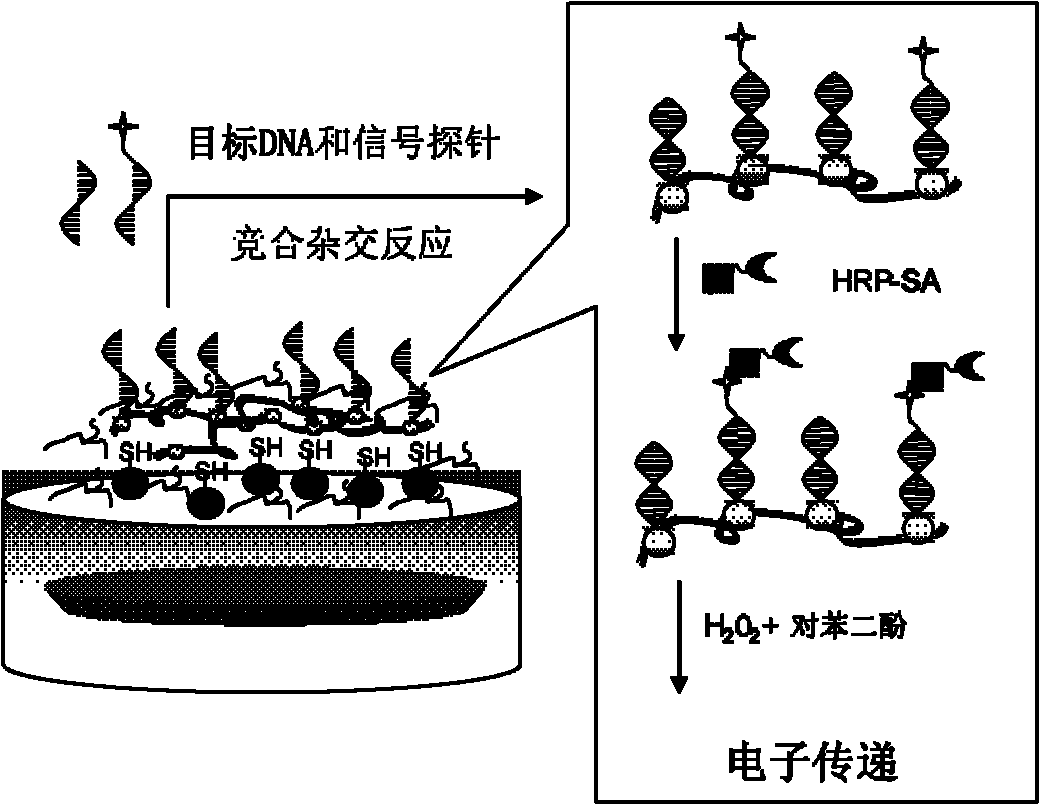 Composite film modified DNA sensor and its preparation method and application in detection of lignin peroxidase (Lip) specific coding gene segment