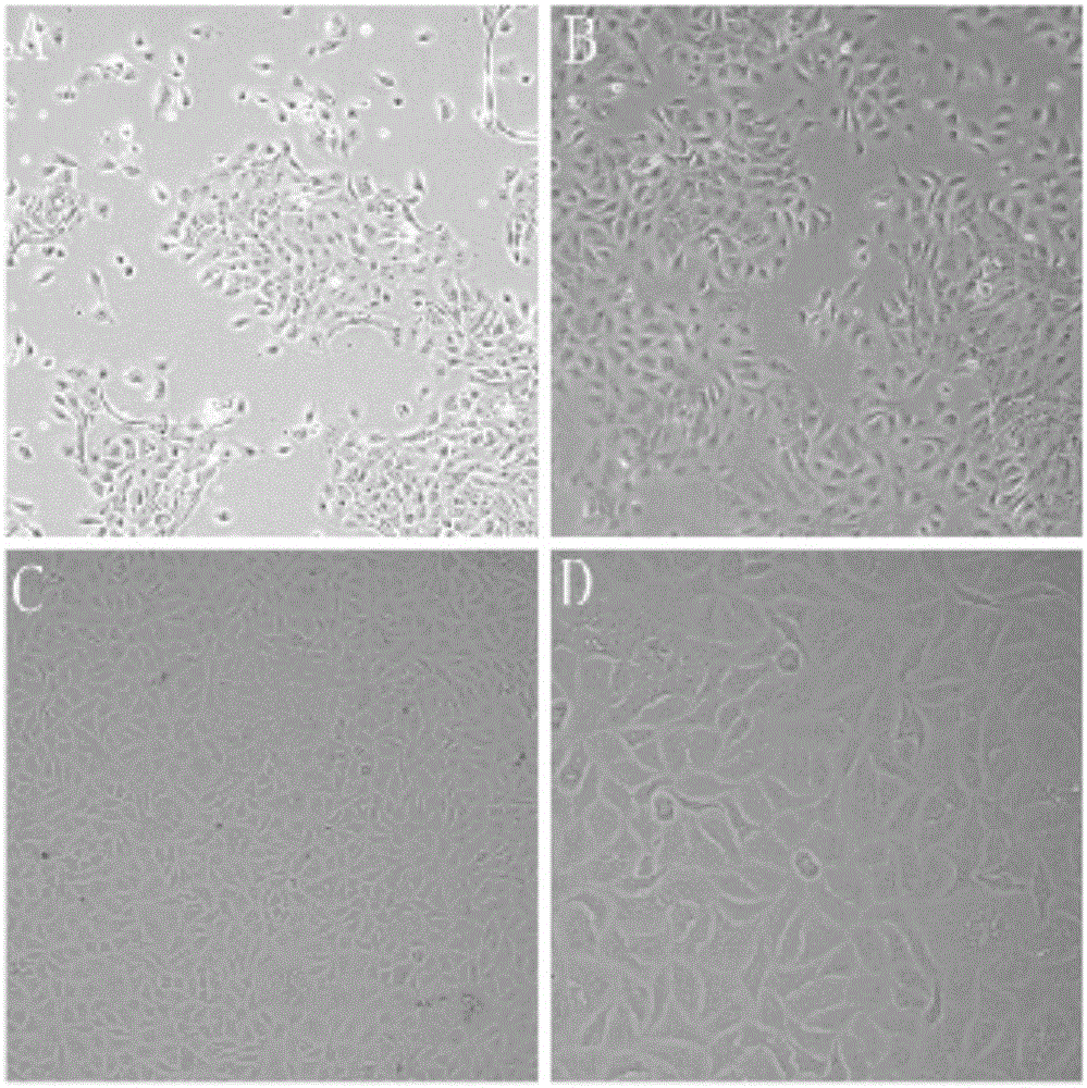 Establishment and application of porcine respiratory tract epilhelium in-vitro 3D model